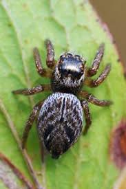 Arten und gattungen  bearbeiten  die über 5800 arten werden in mindestens 18 unterfamilien eingeteilt. Gekrummte Springspinne Evarcha Arcuata Www Natur In Nrw De