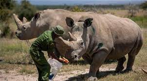 ٢ أماكن تواجد حيوانات وحيد القرن. ØªØ²Ø§ÙŠØ¯ Ø£Ø¹Ø¯Ø§Ø¯ Ø­ÙŠÙˆØ§Ù†Ø§Øª ÙˆØ­ÙŠØ¯ Ø§Ù„Ù‚Ø±Ù† ÙÙŠ Ù†ÙŠØ¨Ø§Ù„