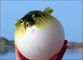 25 Animals You Never Knew Could Be Cute Puffer Fish Fish Cute Animals