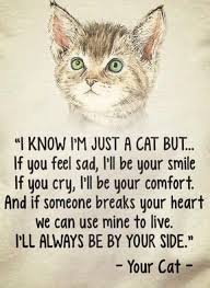 Pin By Nancy David On Gettin Catty Cat Quotes Cats Funny Cat Pictures
