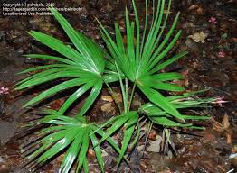 Image result for Livistona drudei