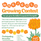 Marigold Growing Contest at West