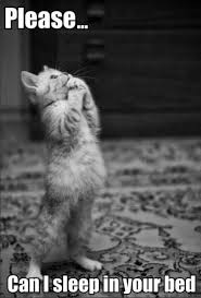 Masum Kedi Innocent Cat Komik Kedi Resimleri Cute Kittens Kedi Esprileri