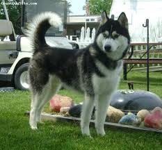 Baby Siberian Husky Black And White A Photo Of A 10 Months Old Black White Siberian Husky He Was Focused On Greatdogsite Com Husky Siberian Husky Dogs