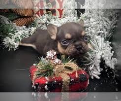 Utd on shots (no papers) loves other animals. French Bulldog Puppies Texas Killeen Tx Pets Lovers