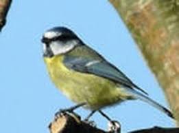 Est Ce Vrai Qu Il Ne Faut Pas Donner De Pain Aux Oiseaux Ca Leur Donne Soif E Resolu Oiseaux Journal Des Femmes