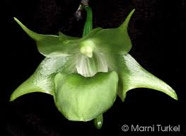 Image result for Aeranthes parkesii