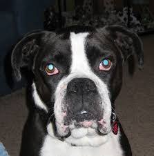 We did not find results for: 36 Wonderful Black Boxer Dog Images And Photos