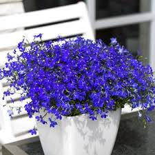 Image result for Lobelia thermalis