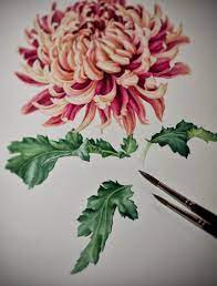 Eunike Nugroho Japanese Chrysanthemum Continuing An Unfinished Artwork Japanese Chrysanthemum Flower Art Chrysanthemum Watercolor