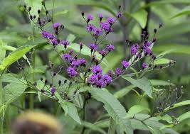 Image result for Vernonia pteropoda