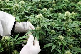 Cbd blüten großhändler schweiz : Deregulierung Ab Januar Darf Man In Der Schweiz Cbd Hanf Anbauen