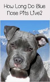 blue nose pitbull lifespan complete health guide infographic