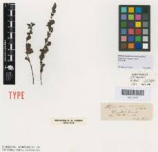 Image result for Phyllanthus myrtaceus