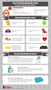 7 Warning Signs Of Pain In Dogs Sitstay