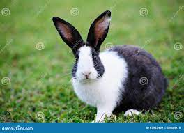 在草的黑兔子库存图片. 图片包括有兔子, 野生生物, 耳朵, 敬慕, 本质, 室外, 逗人喜爱, 绿色- 67925469