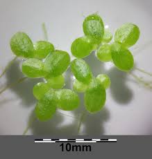 Image result for Lemna minor