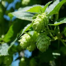 Der hopfen braucht viel platz, am beste im halbschatten, aber auch eine kultur in der sonne ist möglich. Hopfen Ratgeber Gartner Potschke