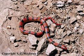 Sonora Semiannulata Ground Snake Snake Sonora Creatures