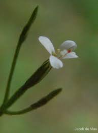 Image result for Canscora alata