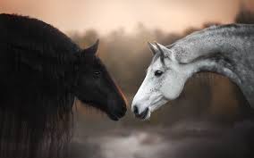 Black and white horse photo. Wallpaper Black And White Horses Face To Face 1920x1200 Hd Picture Image