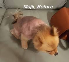 Vets also call this adult onset growth. Pomeranian Hair Loss Concerns Answered Nzymes Com