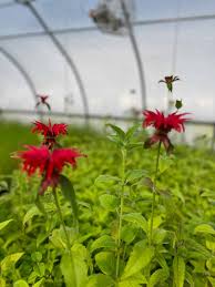 Image result for Monadenium herbaceum