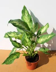 We did not find results for: The Types Of Dieffenbachia Care Of Plants Photo And Instructions