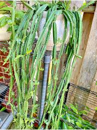 Image result for Cissus quadrangularis