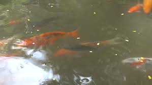 Here may allow you having steps above the water. Koi Fish Pond Overhead View Stockvideoklipp Helt Royaltyfria 18584657 Shutterstock