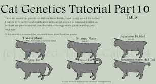 When you pair unexpected tail placement calm your kitty down: Cat Genetics Tutorial Part 10 Tails By Spotted Tabby Cat On Deviantart