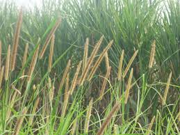 Image result for Setaria sphacelata