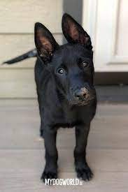 Please see the main page for description. Cute Puppys Malinois Puppy Hunde Welpen Hunde Welpen Hunde Belgischer Schaferhund