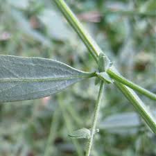 Image result for Atriplex patula