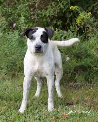 Adopt Bono In Training On Petfinder Labrador Retriever Labrador Humane Society