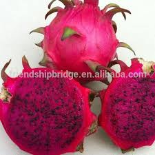 Maybe you would like to learn more about one of these? Dragon Fruit Tree Buy Dragon Fruit Tree Fruit Tree Dragon Fruit Dragon Fruit Seedling Product On Alibaba Com