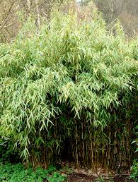 Barriere anti rhizome rigide pour racines bambous. Bambou Fargesia Planter Et Bouturer Ooreka