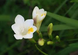 Freesia — Wikipédia