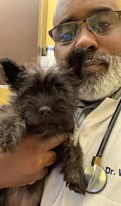 We are committed to providing exceptional veterinary care, all while your pet feels comfortable and at home. Veterinarians And Animal Hospital In Decatur Ga The Village Vets