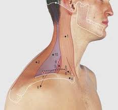 The anterior belly may be double, or extra slips from this belly may pass to the jaw anatomy diagram: Neck Surface Anatomy 4 Edition