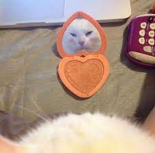 Pin By Bayla Cortijo On Makeup Cute Cat Gif Cute Cats Crazy Cats