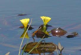 Image result for Ottelia ulvifolia