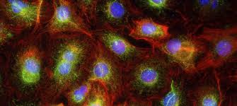 Maybe you would like to learn more about one of these? Cell Lines Or Animals Charles River Laboratories