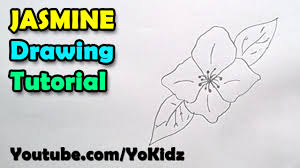 Maybe you would like to learn more about one of these? How To Draw Jasmine Flower Youtube