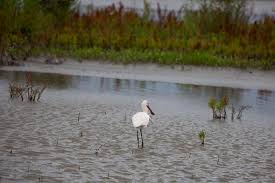 Geniet mee van het nieuwste stukje nederland. Ontdek Het Natuureiland Marker Wadden Tijdens Een Weekendje Weg