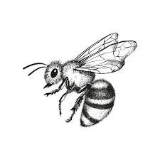Black And White Striped Ground Bees Vector Engraving Illustration Of Honey Bee On White Background Bee Drawing Engraving Illustration Bee Sketch