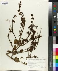 Image result for Commicarpus pentandrus