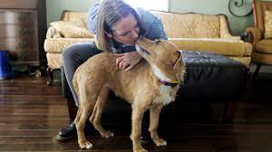 We help pets of all ages, health, temperaments & histories. Cats And Dogs Up For Adoption Are Finding Homes With Quarantined Americans The New York Times