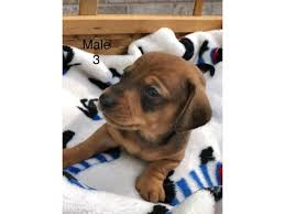 .cream dachshund, black and tan dachshund, dachshund in alabama, dachshund in south carolina, small miniature dachshund dachshunds, atlanta georgia dachshund puppies, mini dachshunds near atlanta georiga. 6 Dachshund Puppies Available In Mobile Alabama Puppies For Sale Near Me