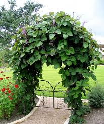 Image result for Lablab purpureus